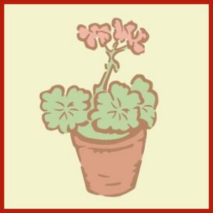 Geranium