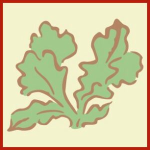 Cabbage