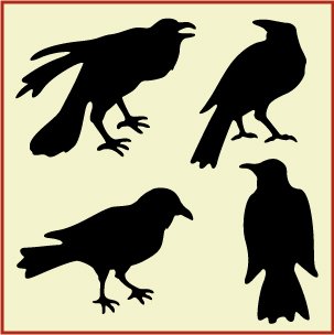 Crow Flock 1