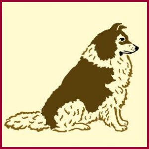 Shepherd Dog